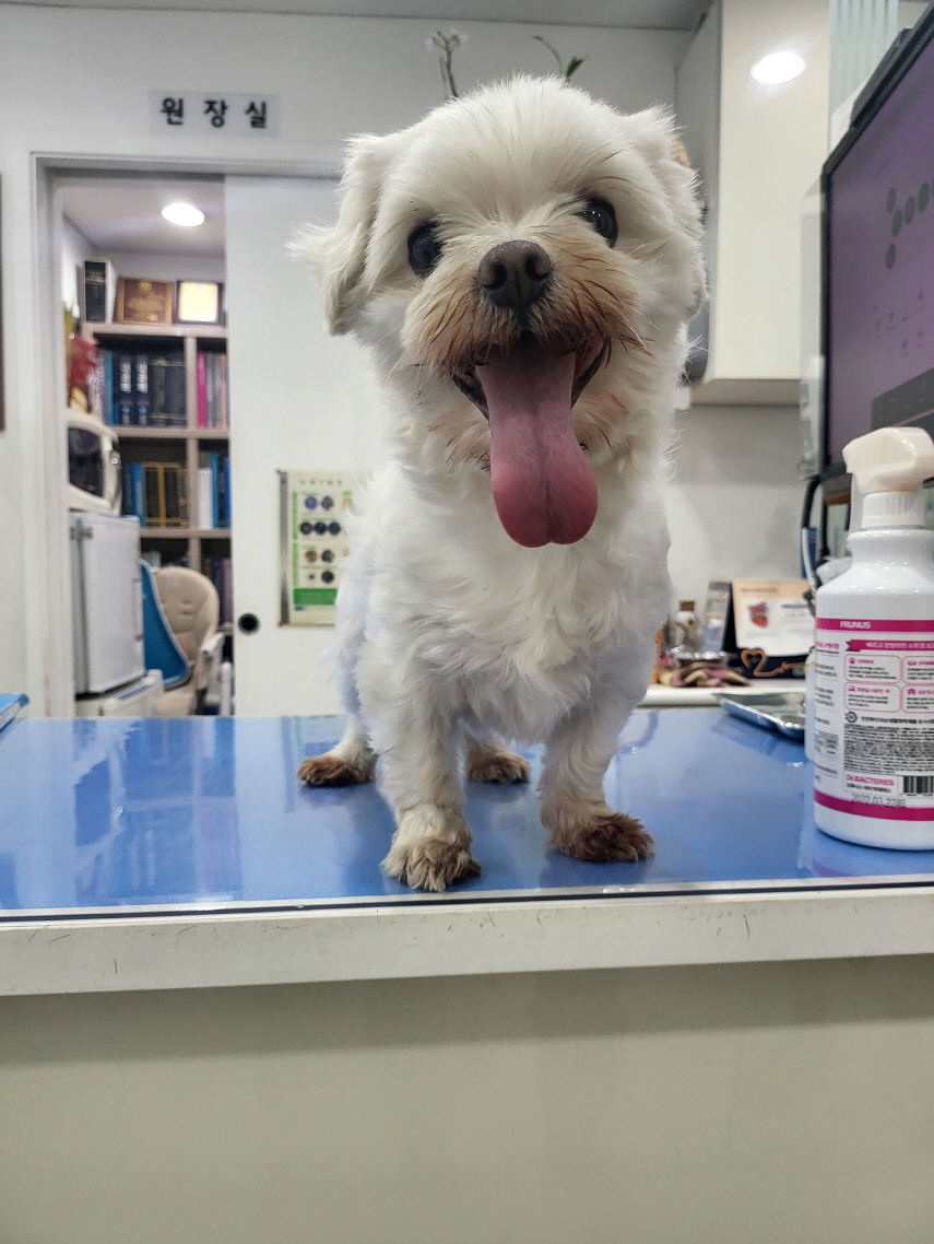 남산동물병원_411302202300268